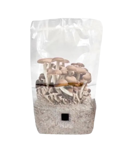 WUNDER GROW KIT SPOREX MUSHROOMS