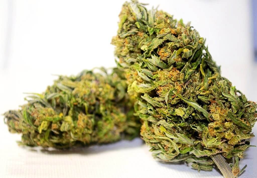 GANJIKA LIFTER THC-A FLOWER