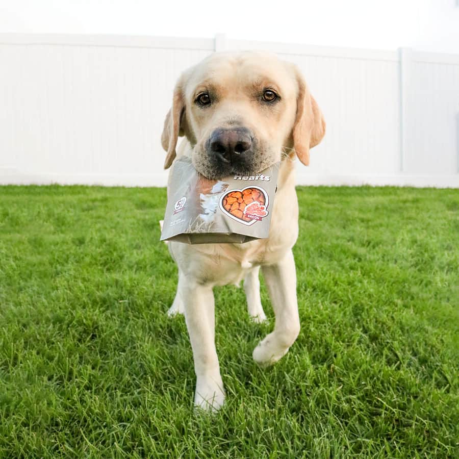 Hemplucid CBD Crunch Heart Pet Treats Labrador