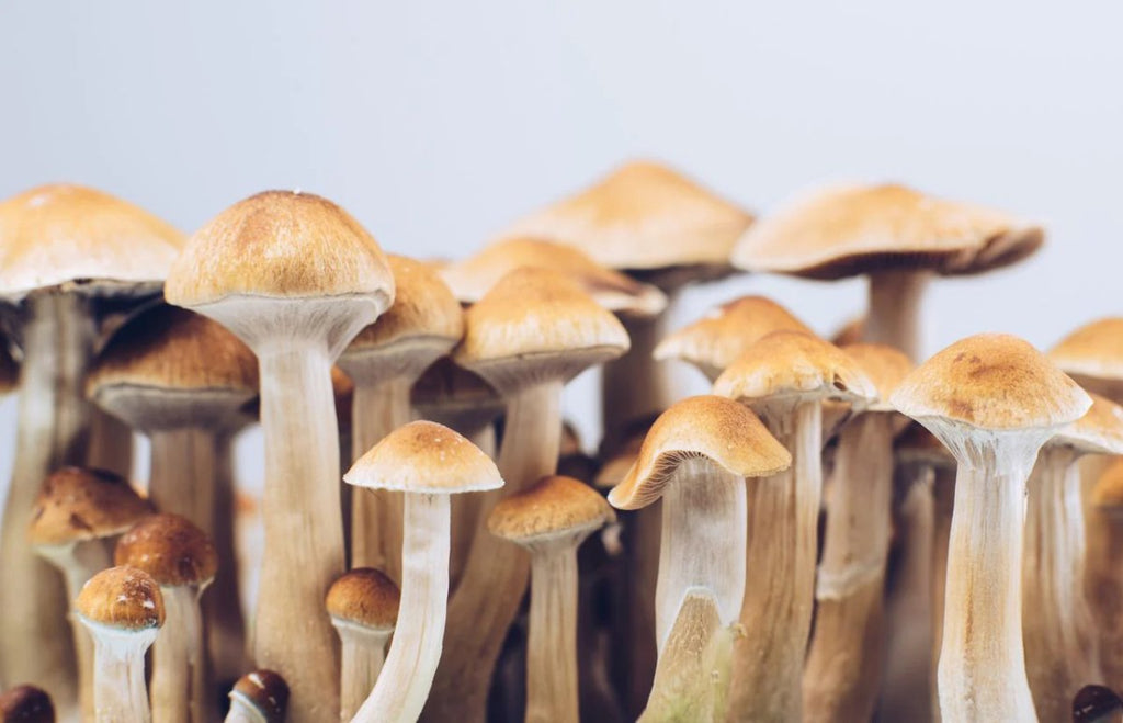  Psilocybin Spores Liquid Culture