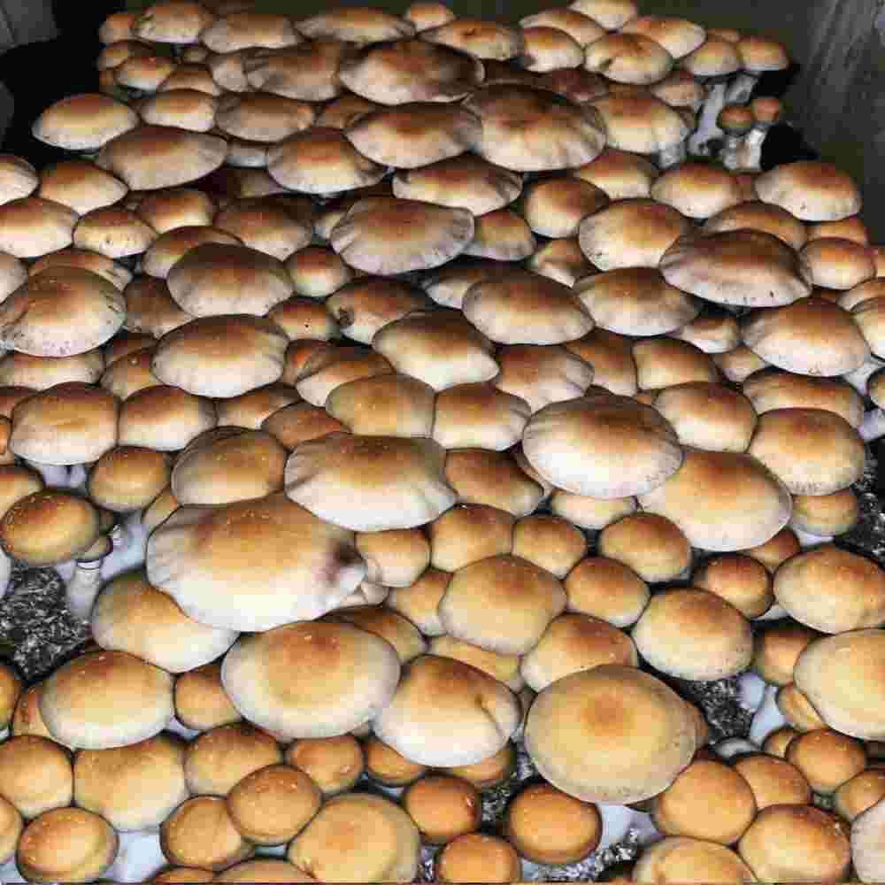  Psilocybe cubensis Sporex Liquid Culture